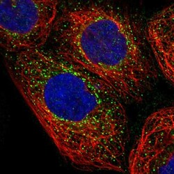 NME6 Antibody, Novus Biologicals:Antibodies:Primary Antibodies